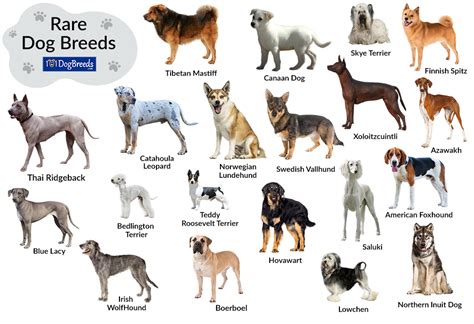 Best Rare Breeds Dogs