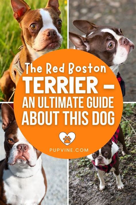 Best Red Boston Terriers