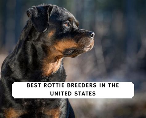 Best Rottie