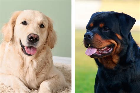 Best Rottweiler Mix Golden Retriever