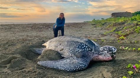 Best Sea Turtle Tour Locations