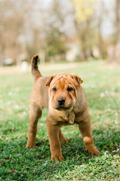 Best Sharpei Pup