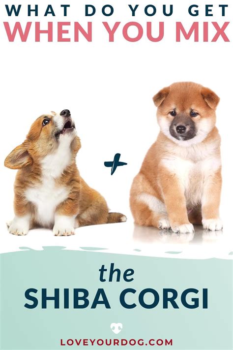 Best Shiba Corgi Mix