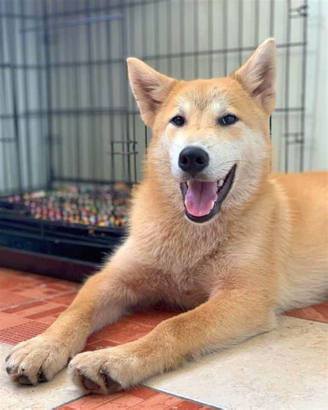 Best Shiba Inu Mix