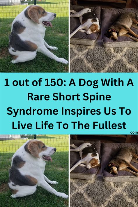 Best Short Spine Dog