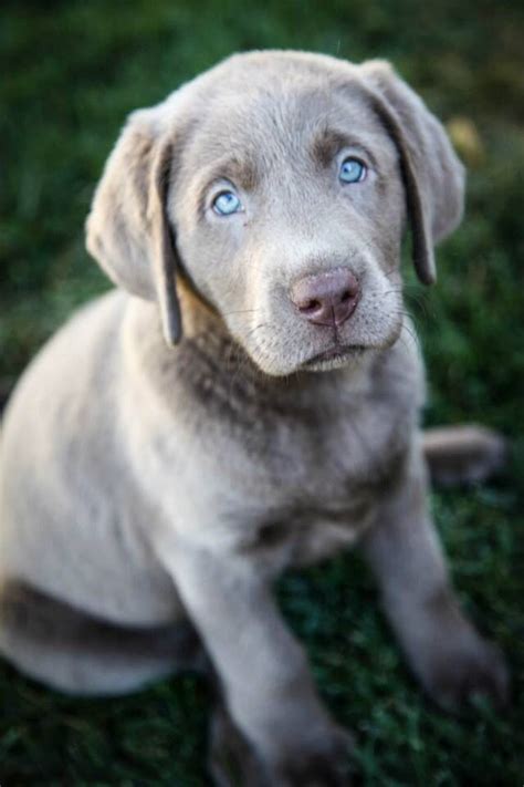 Best Silver Labrador Puppies