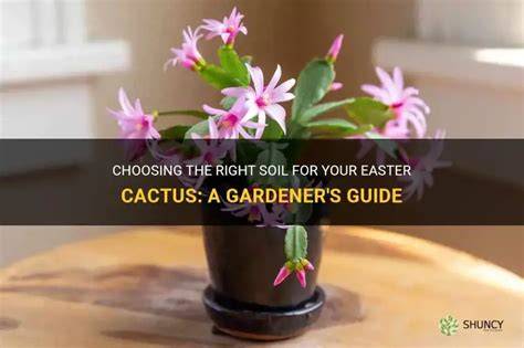Best Soil For Easter Cactus