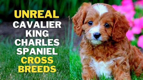 Best Spaniel Cross
