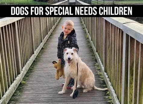 Best Special Need Dogs