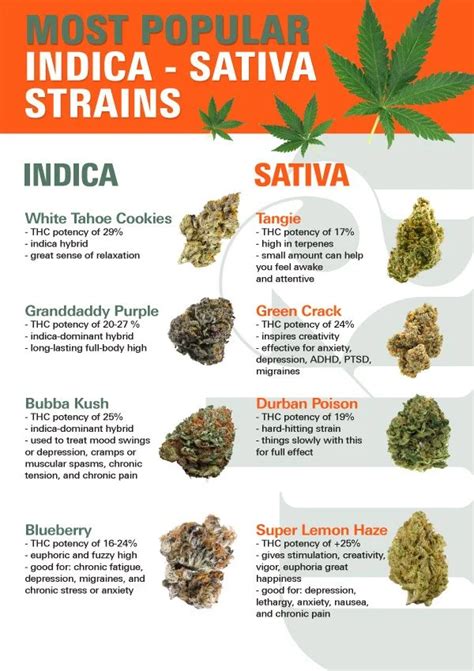 Best Strain Of Weed For Different Problems Chart