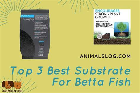 Best Substrate For Betta Fish