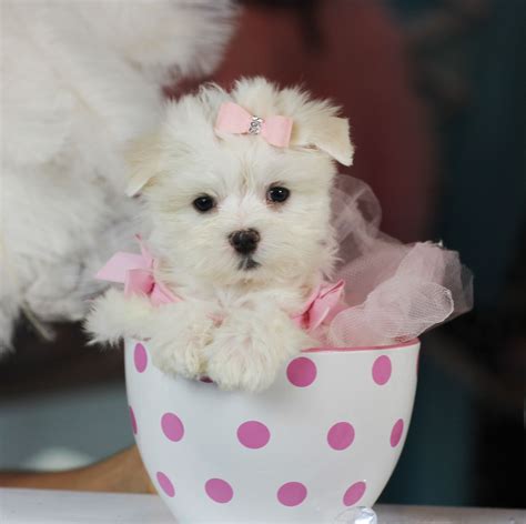 Best Tea Cup Maltese