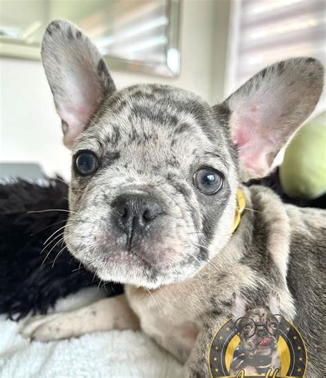 Best Teacup Frenchie For Sale