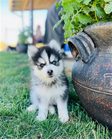 Best Teacup Pomsky