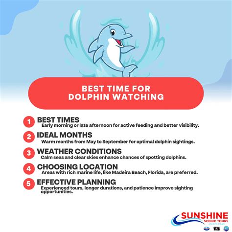 Best Time Dolphin Watching