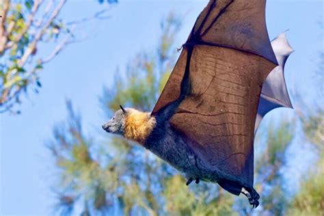 Best Time Flying Fox Tour