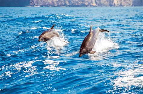 Best Time For Dolphin Spotting