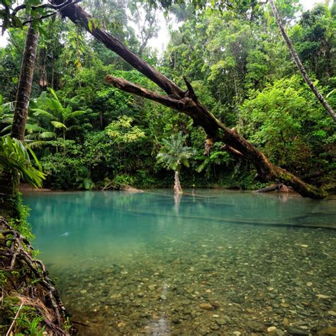 Best Time To Visit Daintree Rainforest