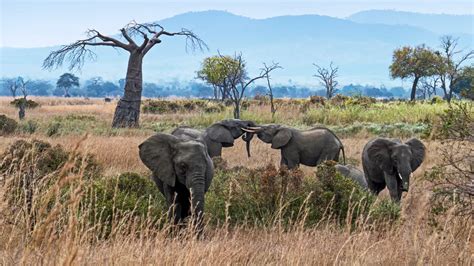 Best Time To Visit Mikumi