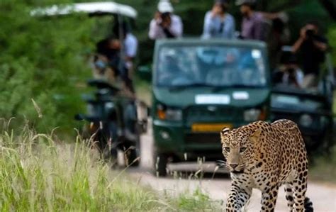 Best Time Visit Jhalana