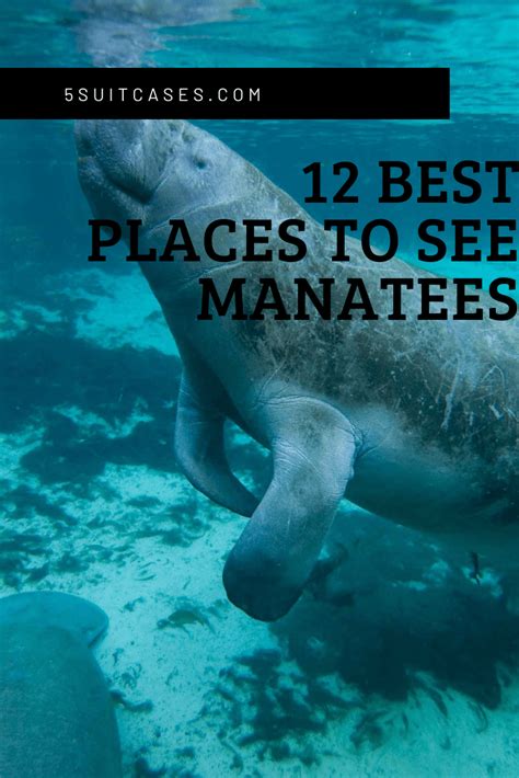 Best Time to See Manatees