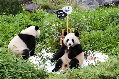 Best Time to Visit Chengdu Panda Base