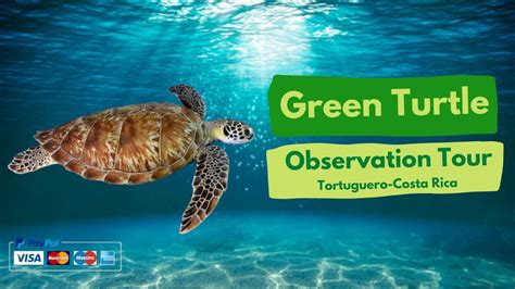 Best Times for Turtle Observation
