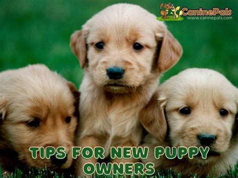 Best Tips For New Puppy Owners