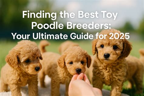 Best Toy Poodle For Sale