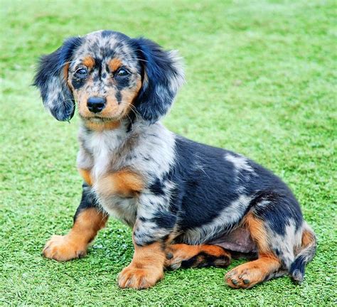 Best Tri Merle Dachshund