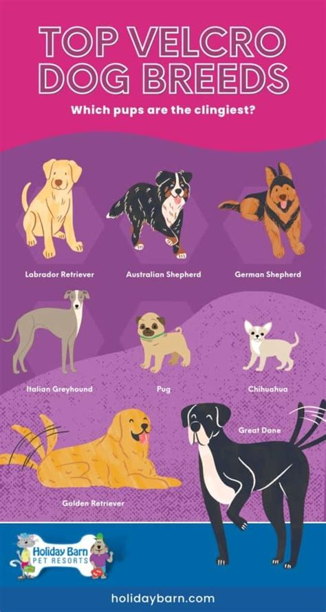 Best Velcro Dogs