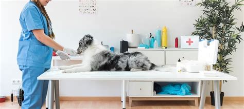 Best Vet For Neutering Near Me