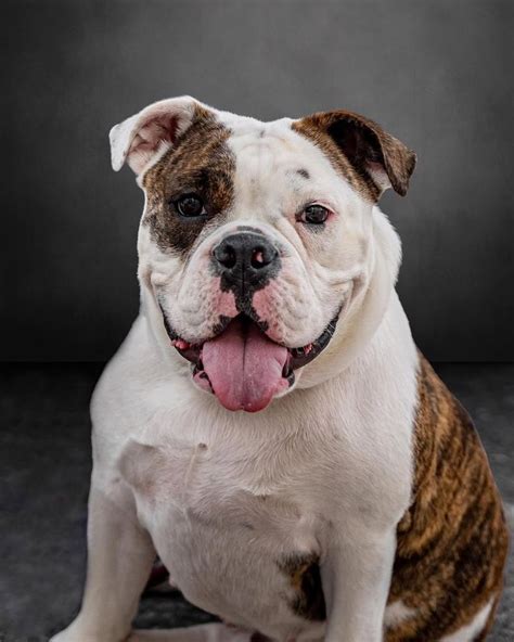 Best Victorian Bulldog