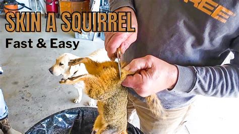 Top Techniques for Skinning a Squirrel Like a Pro