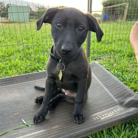 Best Whippet Cross Labrador