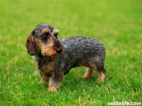 Best Wirehaired Dachshund