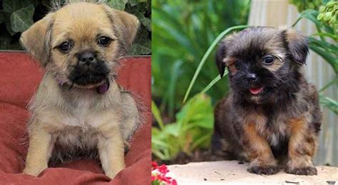 Best Yorkie Cross Pug