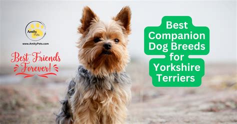 Best Yorkshire Breeds