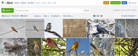 Best bird listing tools for your PC