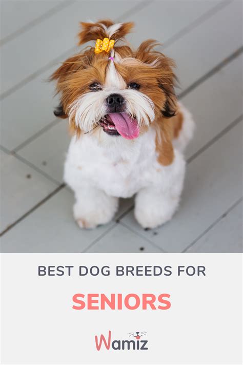 Best for Senior Dogs