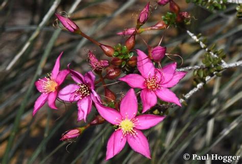 Best time Kalbarri Flowers