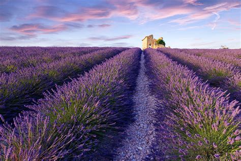 Best time to visit lavender fields