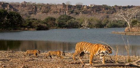 Best time visit ranthambore