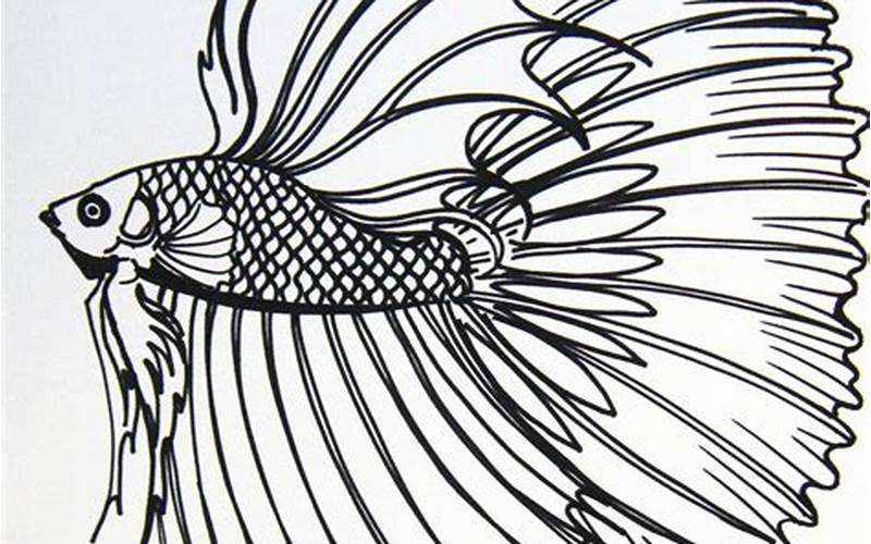 Betta Fish Colouring Pages: A Fun Way to Learn About These Beautiful Fish