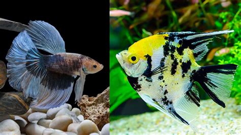 Betta And Angelfish