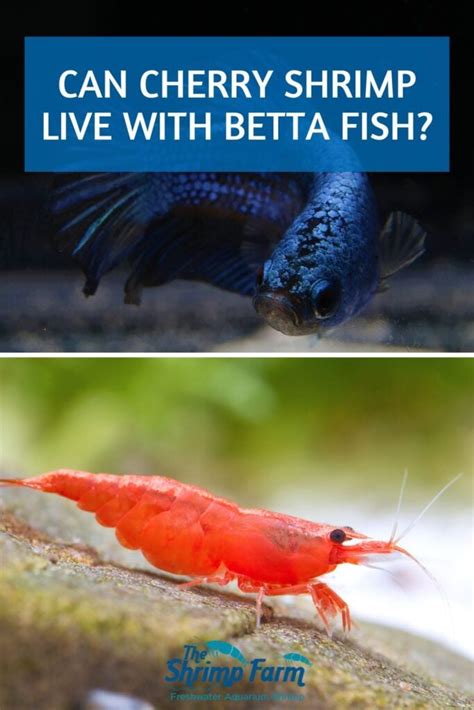 Betta And Cherry Shrimp