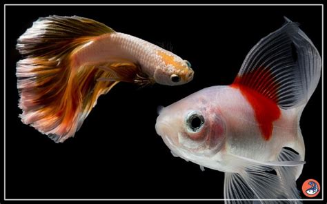 Betta And Goldfish
