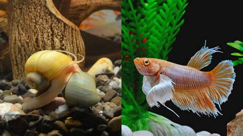 Betta And Snail