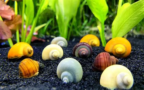 Betta And Snails