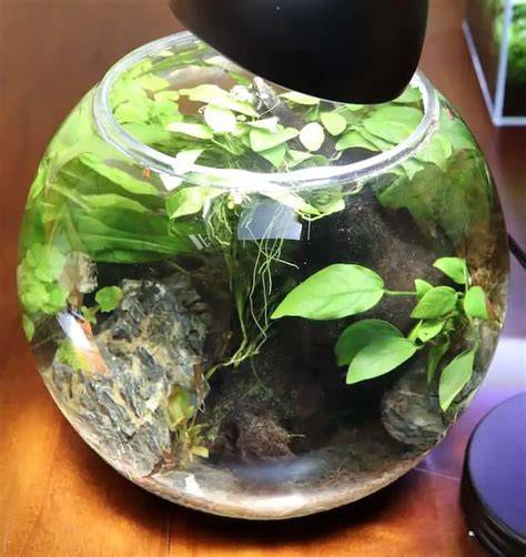 Betta Bowl Plant